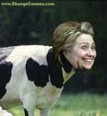 hillcow.jpg