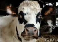 1317226737_cow_chewing.jpg