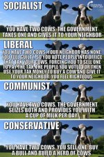 Cow politics.jpg