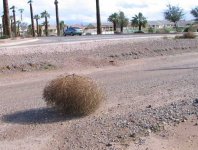 tumbleweeds01.jpg tumbleweeds01.jpg