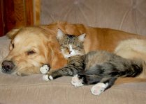 cute-cat-and-dog-snuggling-sleeping-crossing-arms.jpg