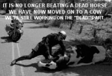dead cow.jpg