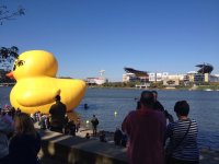 duck.jpg