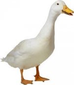 duck.jpg