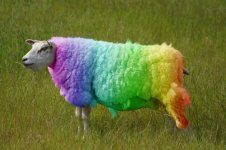ghey sheep.jpe