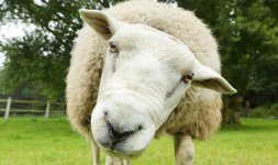 sheep-967169.jpg